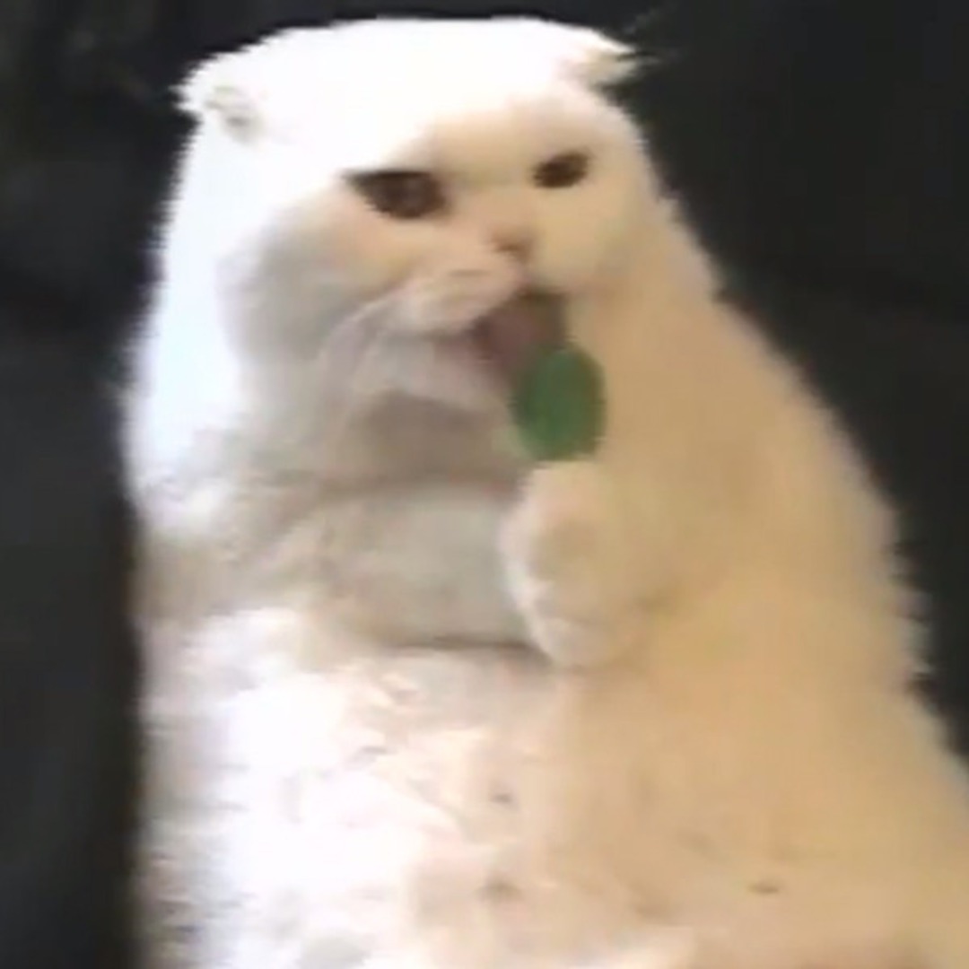 Watch This Video Of A Cat Licking A Lollipop Before Thanksgiving Craziness Kicks In And You Don T Have Time E Online Uk